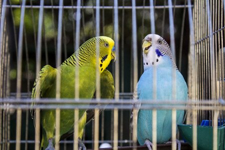 Parrots bird pet