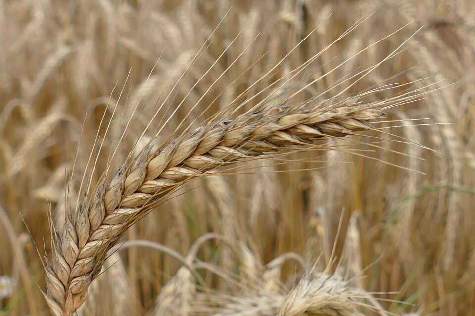 Agriculture field bauer
