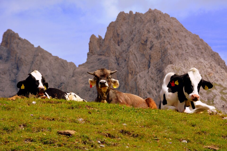 Dolomites mountain prato