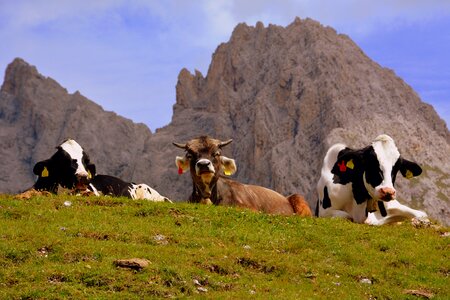 Dolomites mountain prato