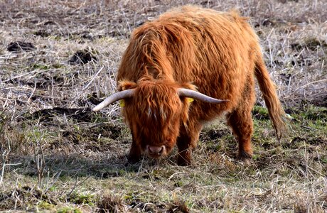 Shaggy standing threat photo