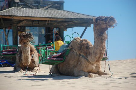Nature animal tourism