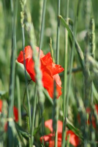 Meadow plant mohngewaechs photo