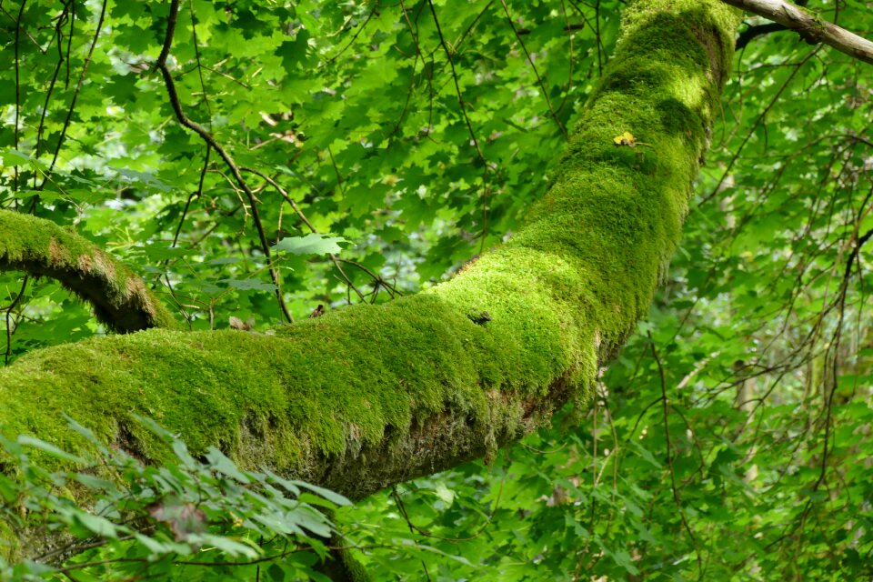 Wood leaf tree