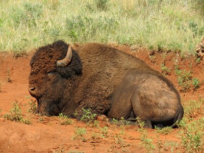 Buffalo red earth