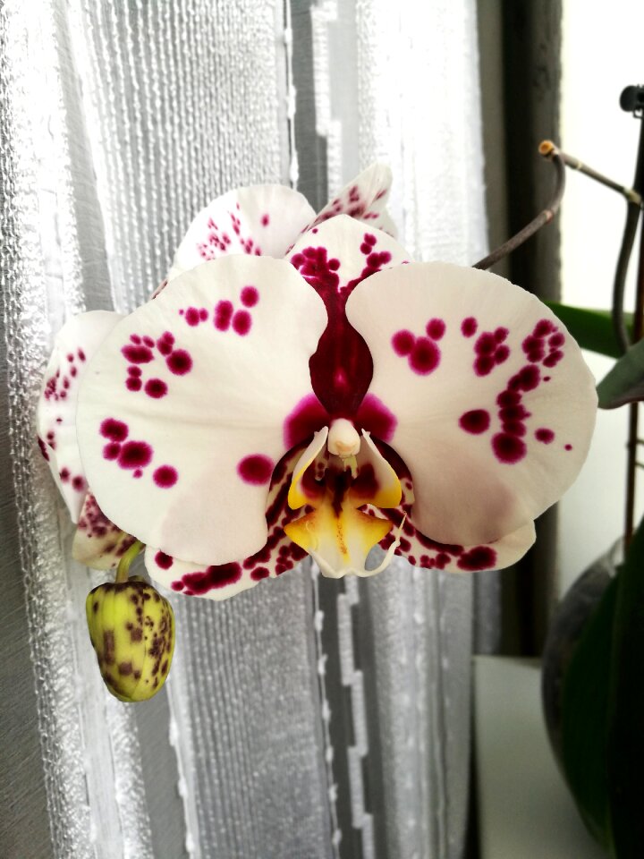 Macro closeup bloom