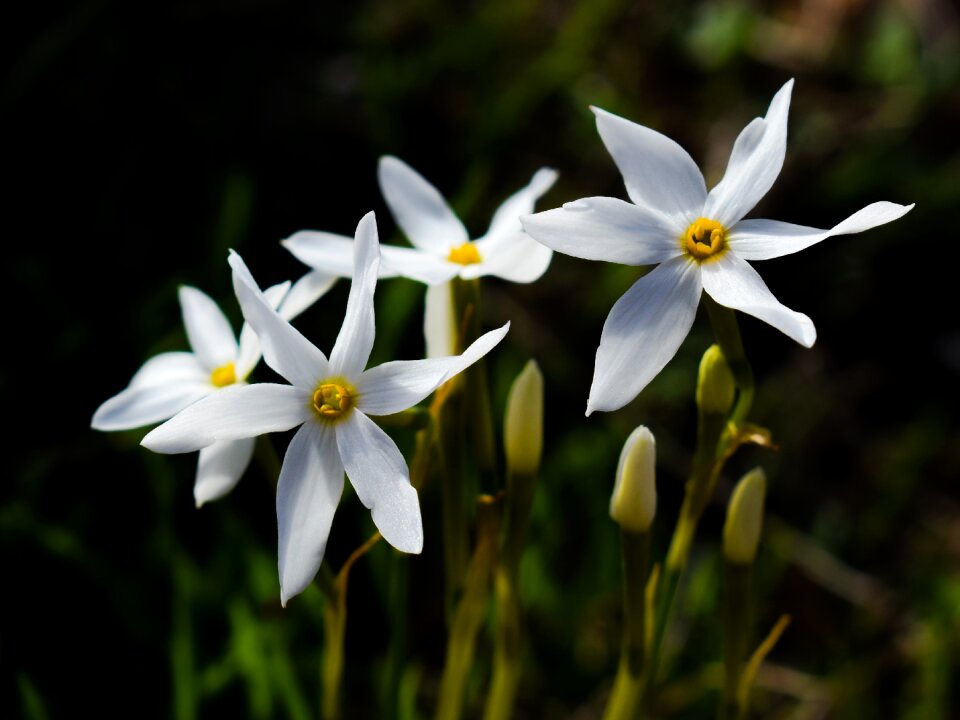 Nature blossom petal