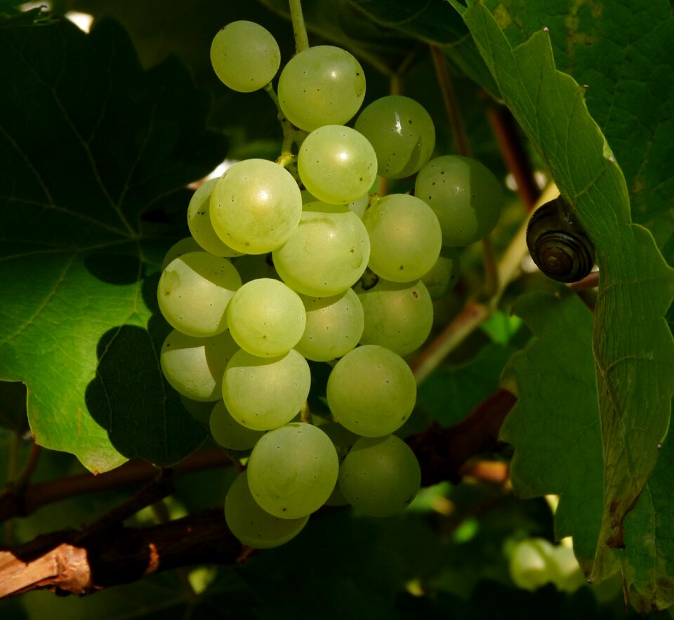 Wine berry green