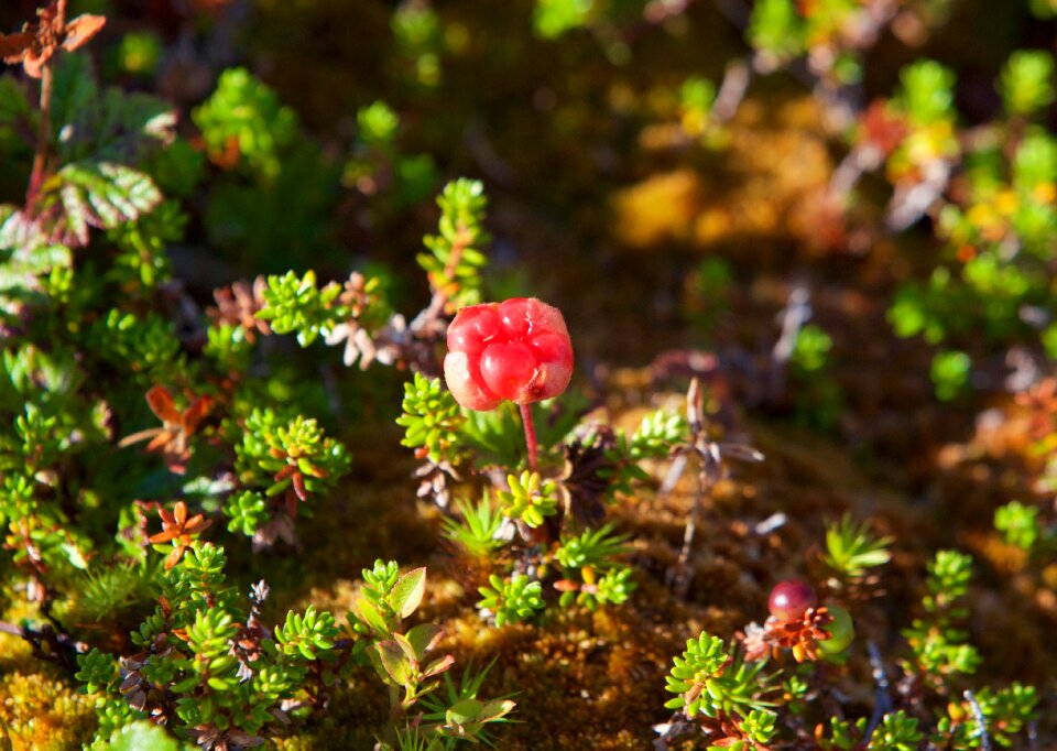 Cloudberry bramble of the peat bogs rubus