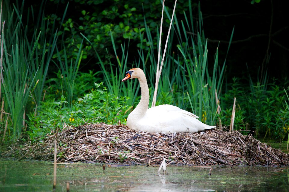 Bird lake animal world