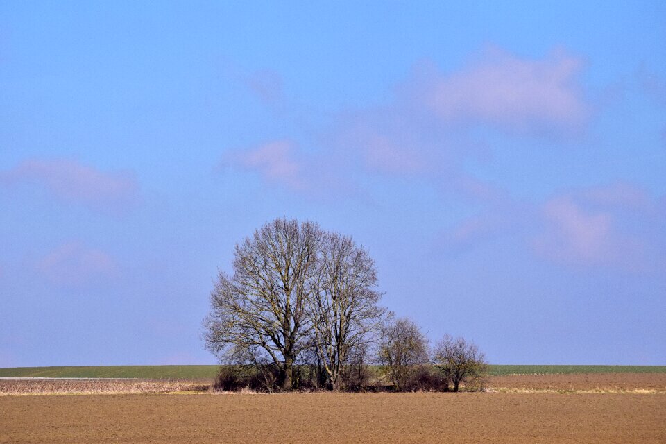 Panorama tree wide photo