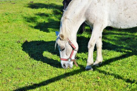 Equestrian coupling animal photo