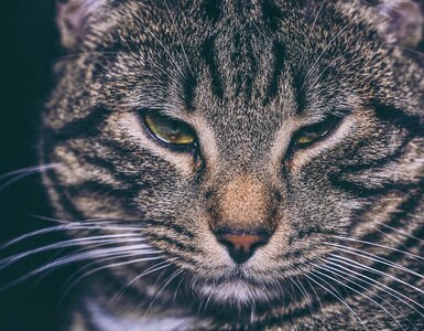 Kitten domestic portrait