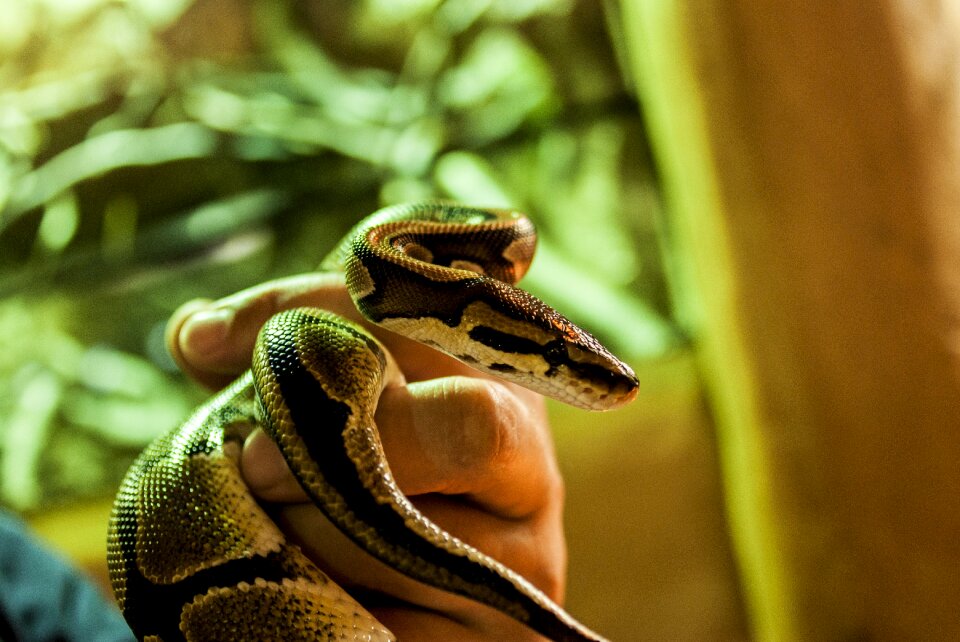 Strangler vivarium animal