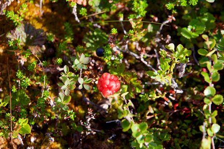 Cloudberry bramble of the peat bogs rubus