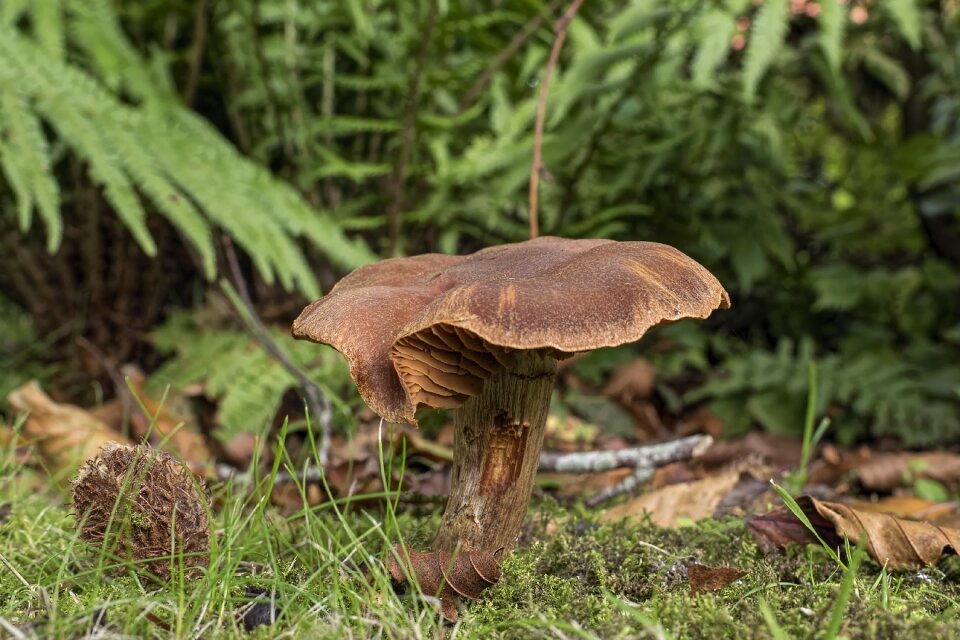 Lamellar cortinarius garden mushroom