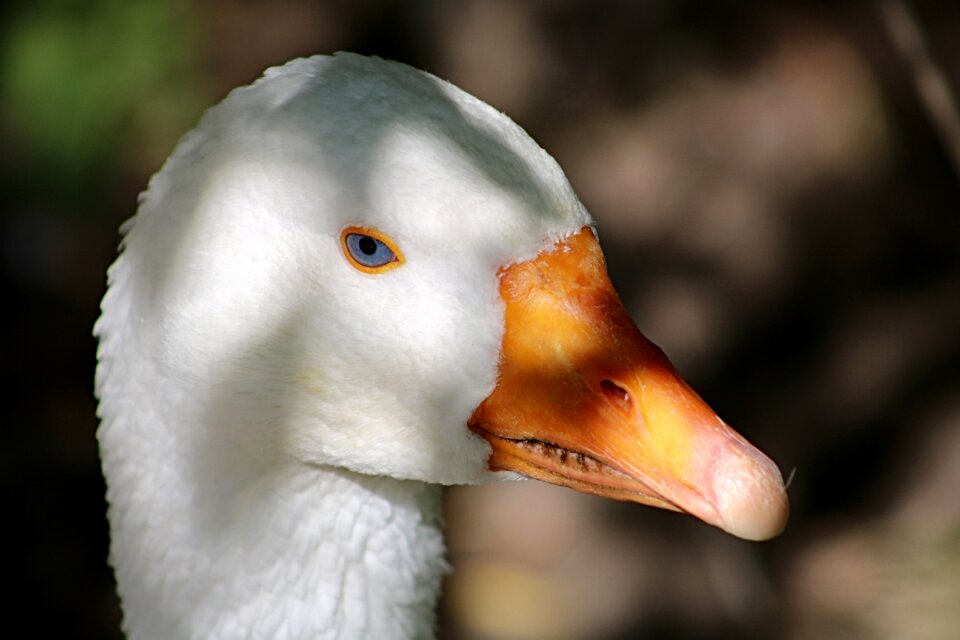 Animal world bill bird