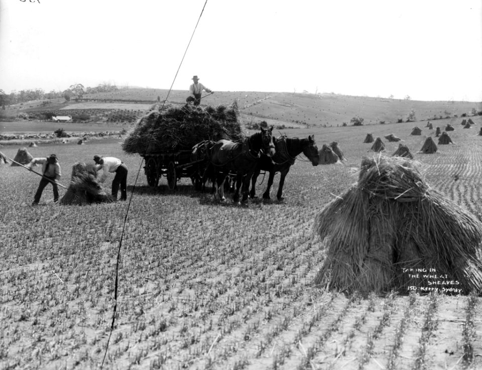 Taking in the wheat sheaves from The Powerhouse Museum Collection