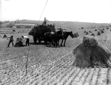 Taking in the wheat sheaves from The Powerhouse Museum Collection photo