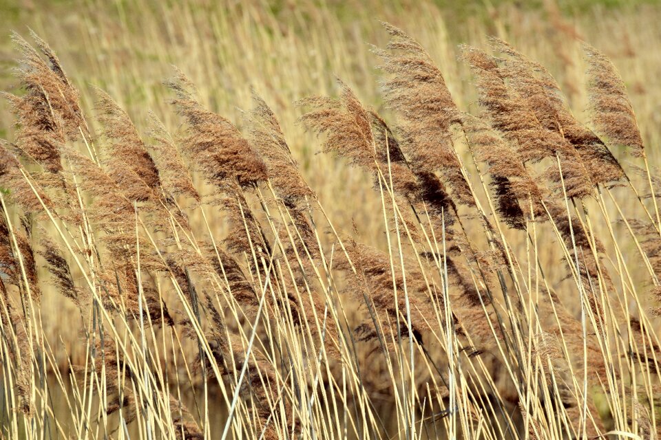 Wind reed pipes brown