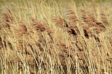 Wind reed pipes brown