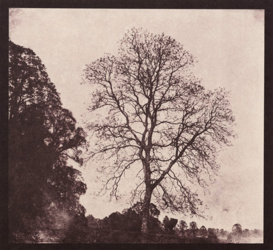 Talbot, William Henry Fox - Esche im Park von Ugbrook (Zeno Fotografie)