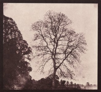 Talbot, William Henry Fox - Esche im Park von Ugbrook (Zeno Fotografie)