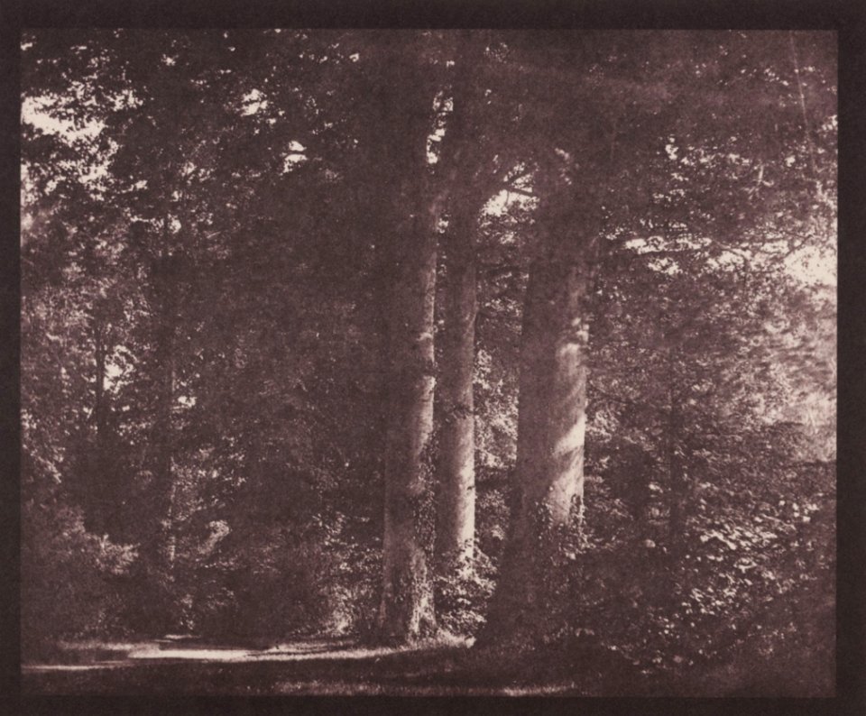 Talbot, William Henry Fox - Buchen in Lacock (Zeno Fotografie)