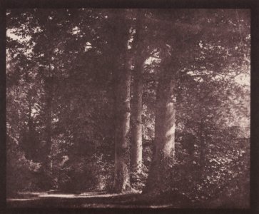 Talbot, William Henry Fox - Buchen in Lacock (Zeno Fotografie)