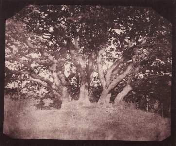 Talbot, William Henry Fox - Eiche im Park von Carclew (Zeno Fotografie)