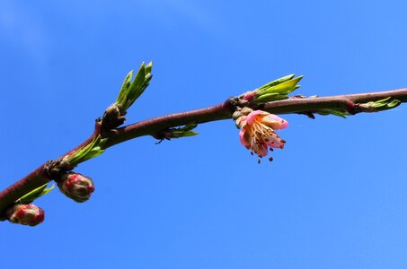 Branch fruit tree at the court of