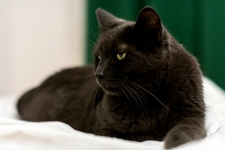 Domestic sit animal