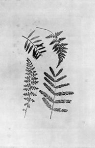 Talbot, William Henry Fox - Botanische Objekte (2) (Zeno Fotografie)