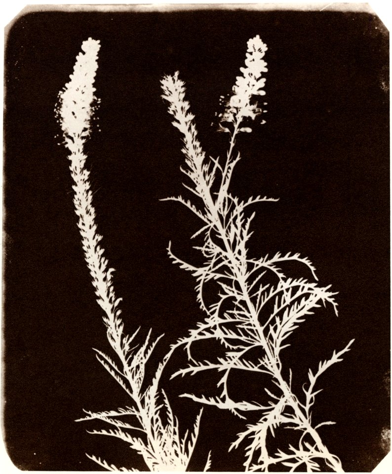 Talbot, William Henry Fox - Studie von Pflanzen (3) (Zeno Fotografie)