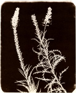 Talbot, William Henry Fox - Studie von Pflanzen (3) (Zeno Fotografie)