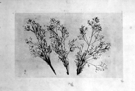 Talbot, William Henry Fox - Botanische Objekte (1) (Zeno Fotografie)