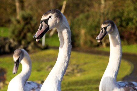 Swan group heads bird