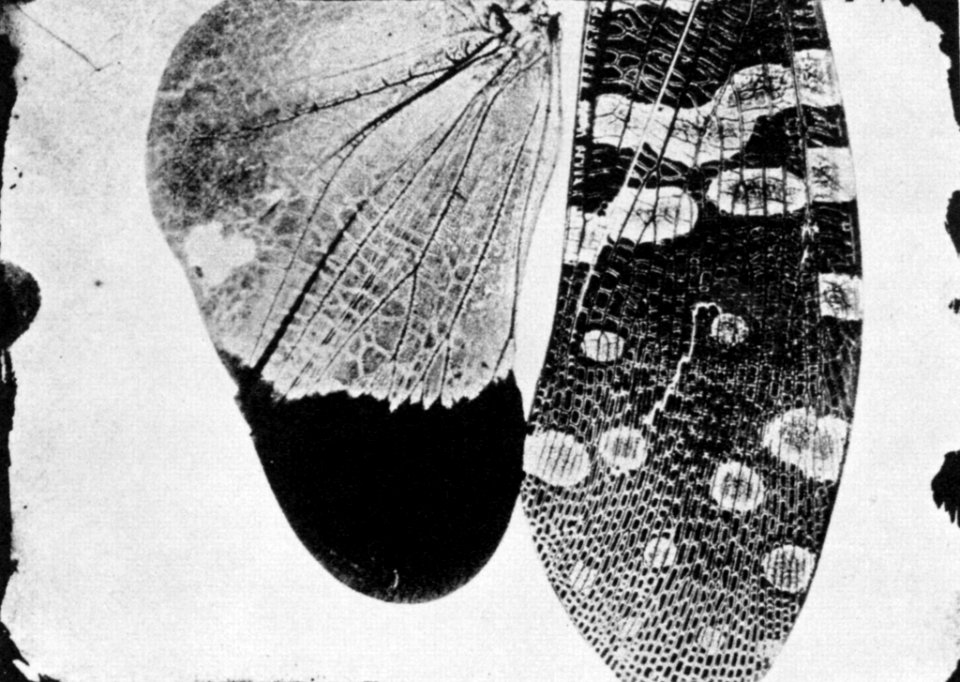 Talbot, William Henry Fox - Insektenflügel (Zeno Fotografie)