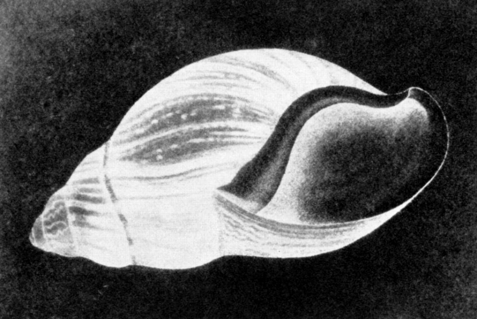 Talbot, William Henry Fox - »Muschel« (Zeno Fotografie)