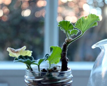 Plant green botany
