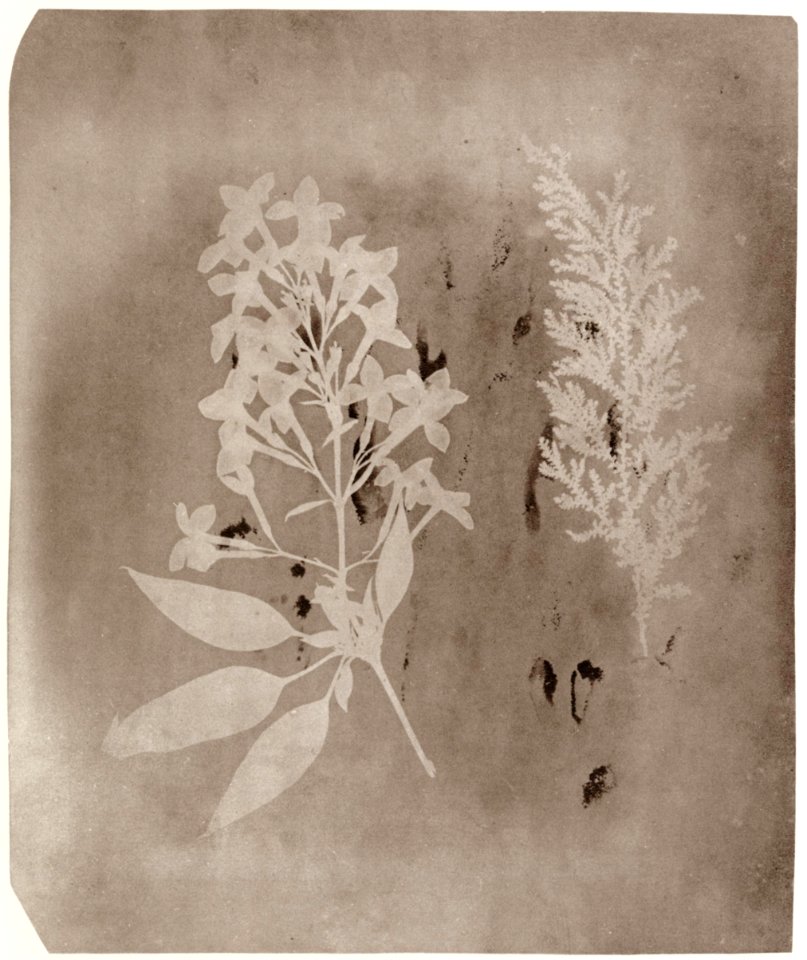 Talbot, William Henry Fox - Studie von Pflanzen (1) (Zeno Fotografie)
