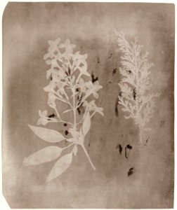 Talbot, William Henry Fox - Studie von Pflanzen (1) (Zeno Fotografie)
