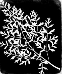 Talbot, William Henry Fox - Studie von Pflanzen (2) (Zeno Fotografie)
