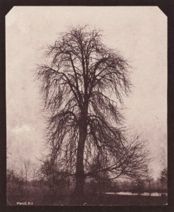 Talbot, William Henry Fox - Ulme in Lacock (Zeno Fotografie)