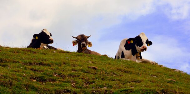 Mountain prato animals photo