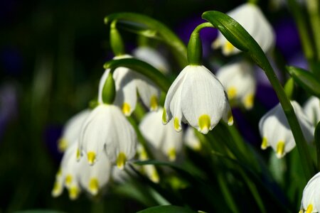 Spring small tender