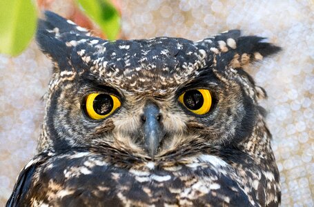 Nature beak animal