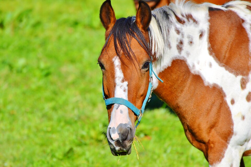 Equestrian coupling animal