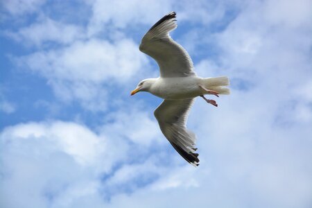 Sky animal wings photo