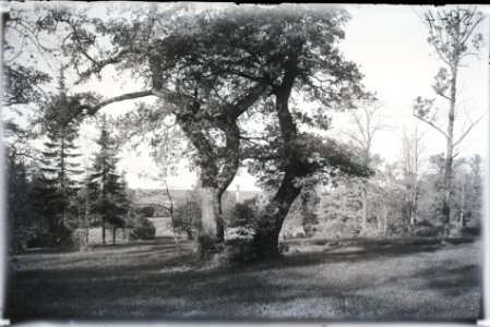 Tallinn, Kadrioru park, AM N05944